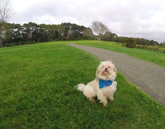 Bandanna Collars